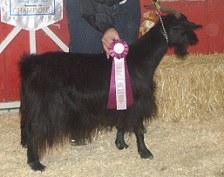 CMR Black Velvet
